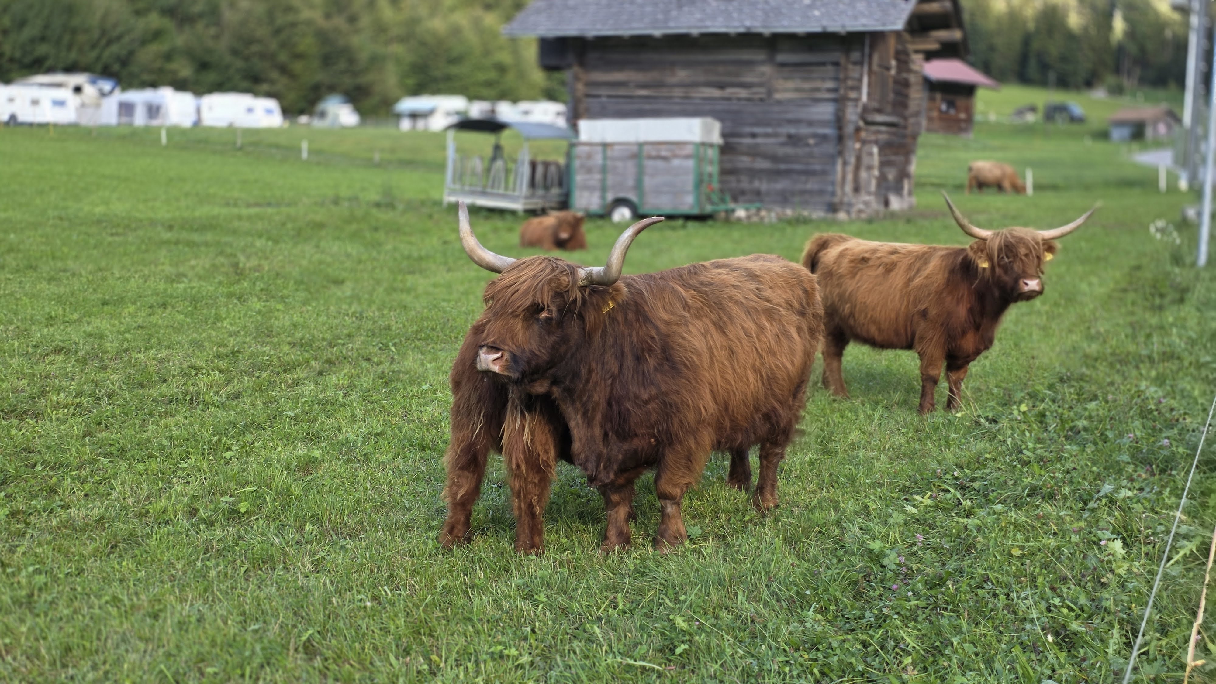 Shaggy Highland cattle with long horns grazing in a meadow near Camping Hasenweide and the Simmenfälle campsite