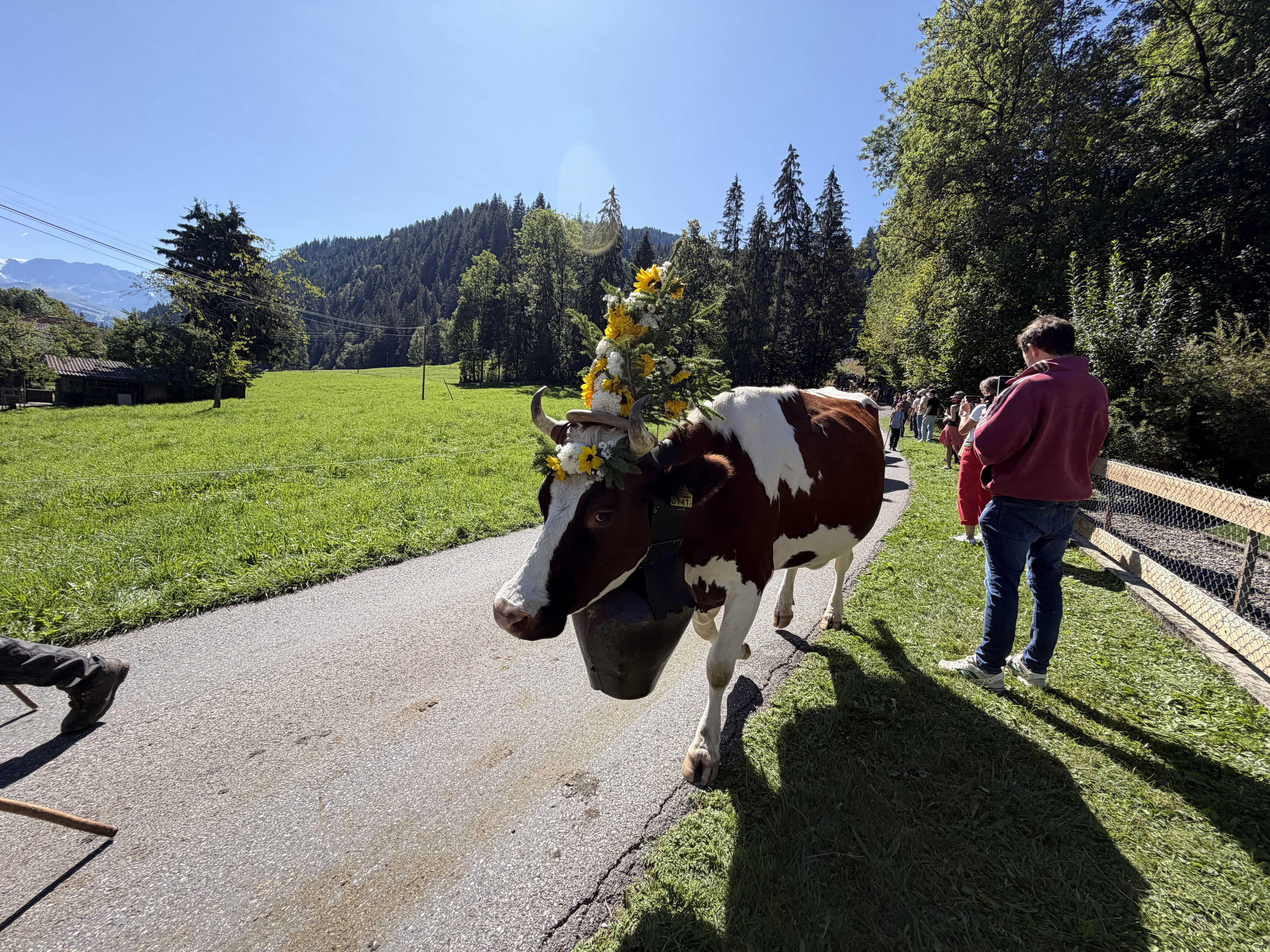 Sunflower-crowned cow with a large bell walking down the road at Alpabfahrt St. Stephan as spectators watch