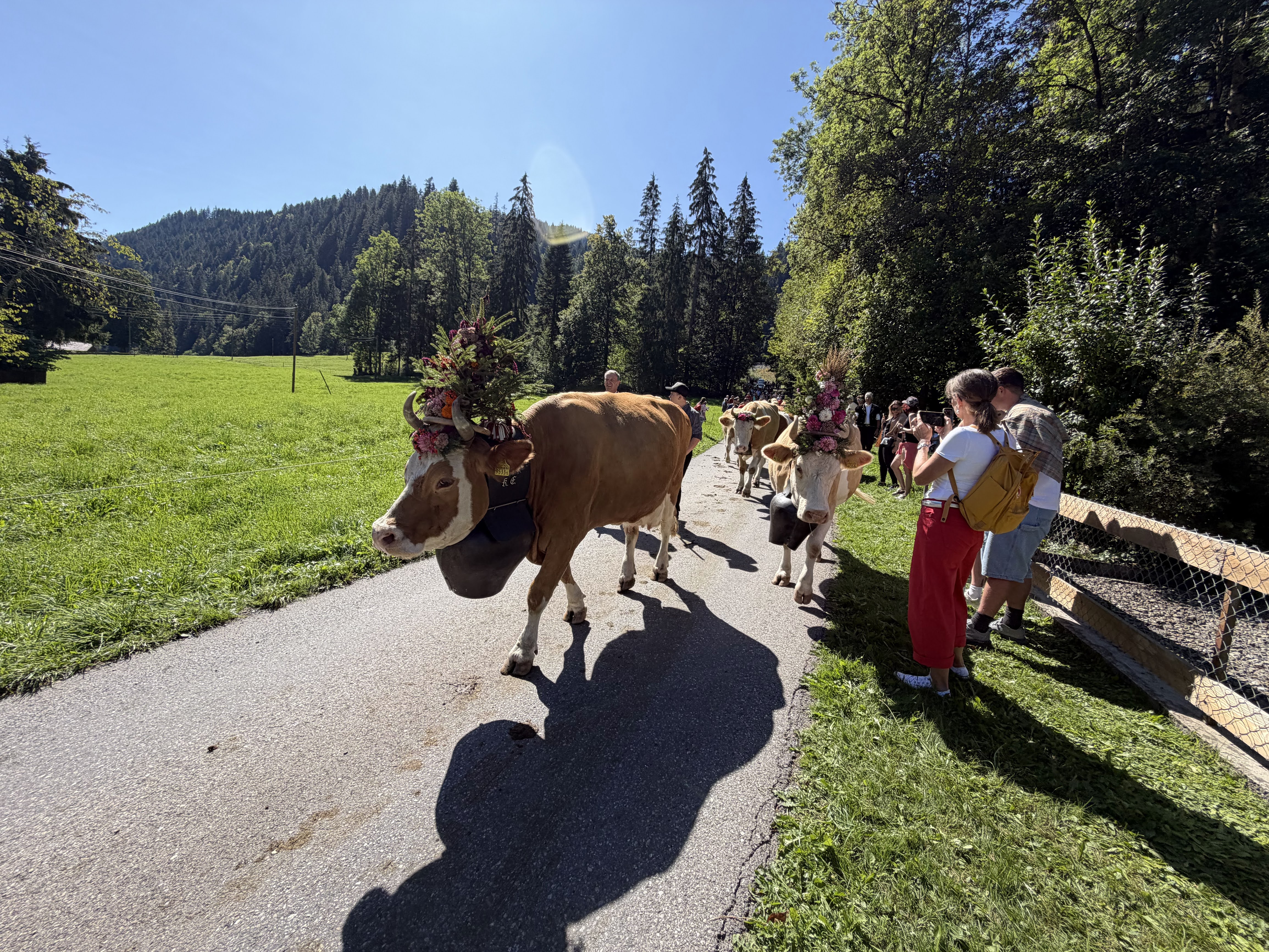 Line of flower-decorated cows walking past onlookers on the road into St. Stephan during the Alpabfahrt