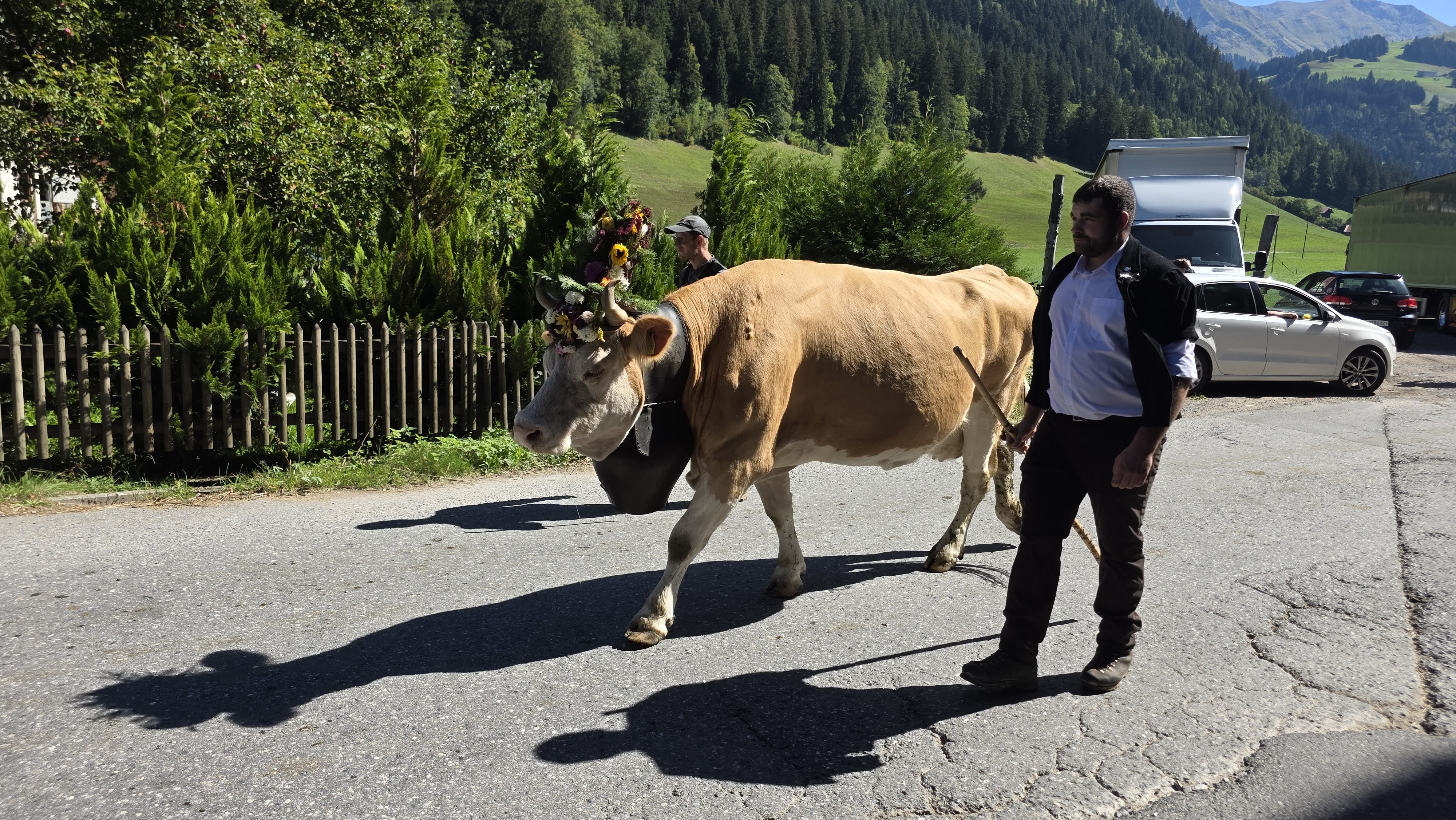 Decorated cow with a flower crown and large bell led by a herder at the Alpabfahrt in St. Stephan, Switzerland
