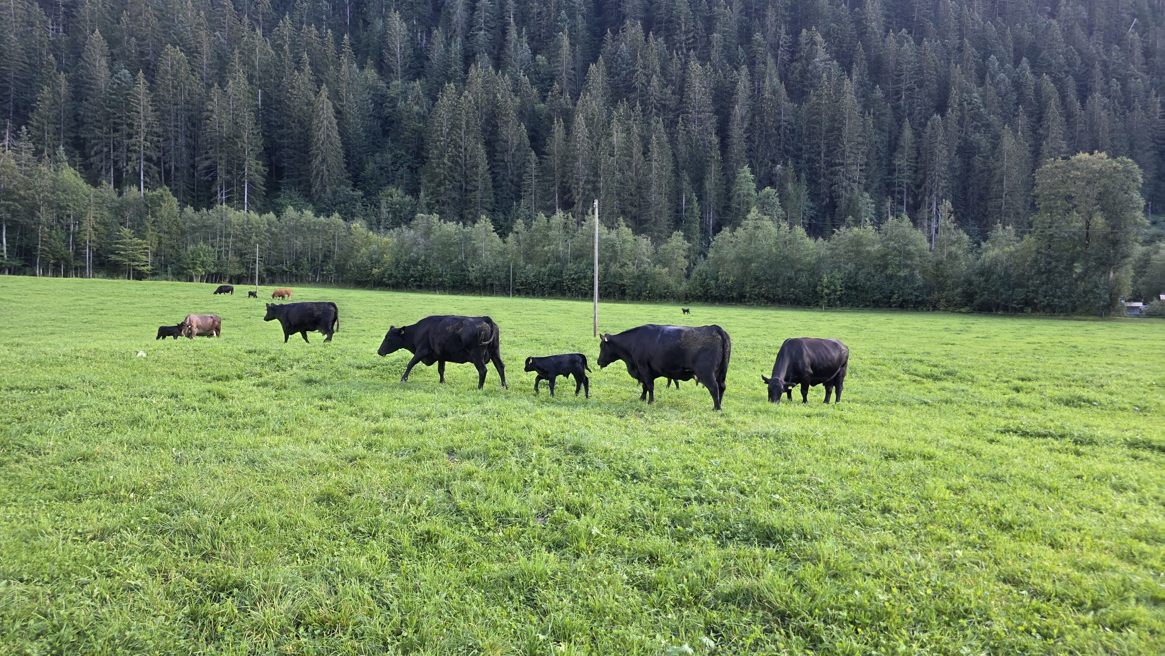 Black Angus cattle with a calf grazing in a green pasture below Camping Hasenweide near the Simmenfälle