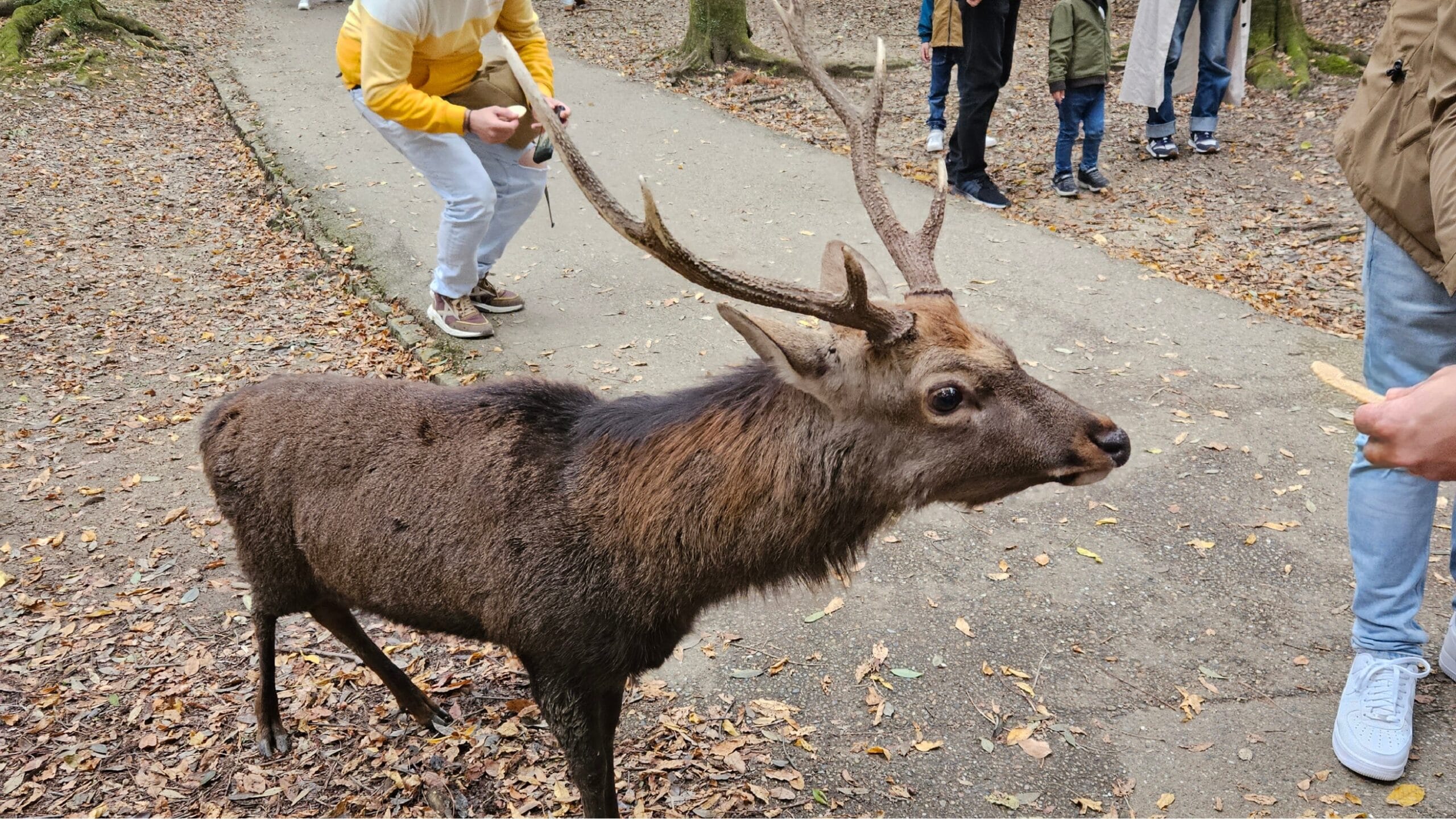 A Trip to Nara Deer Park: A Journey of Deer, Temples, and Amazing Food
