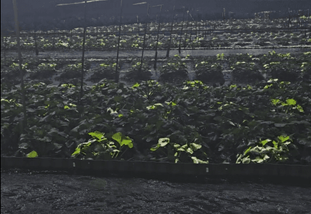 Wasabi Farm Matsumoto