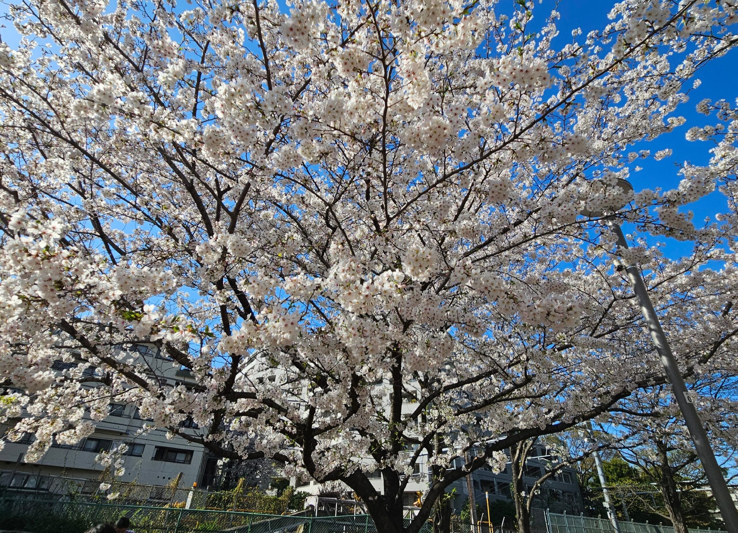 Sakura Shinagawa: A Hidden Gem for Hanami Without the Crowds