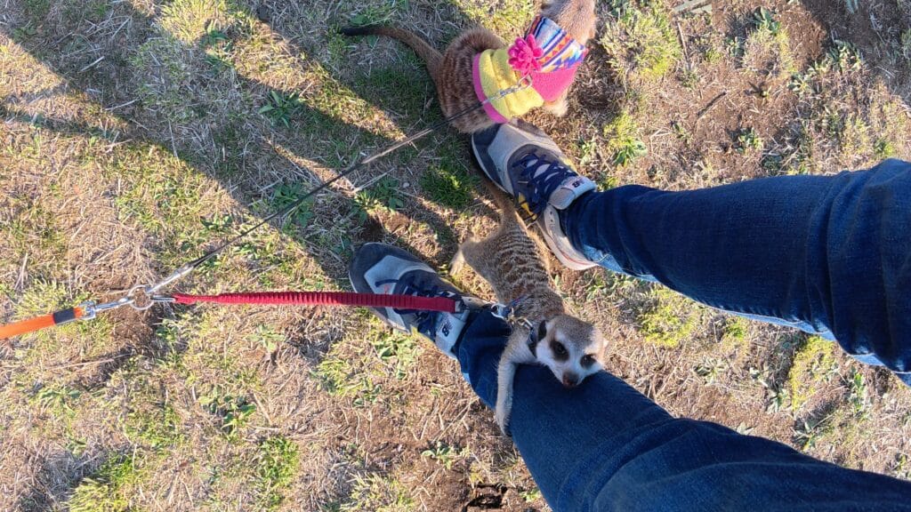 Meerkats in Yoyogi Park Dog-Friendly Tokyo Locations