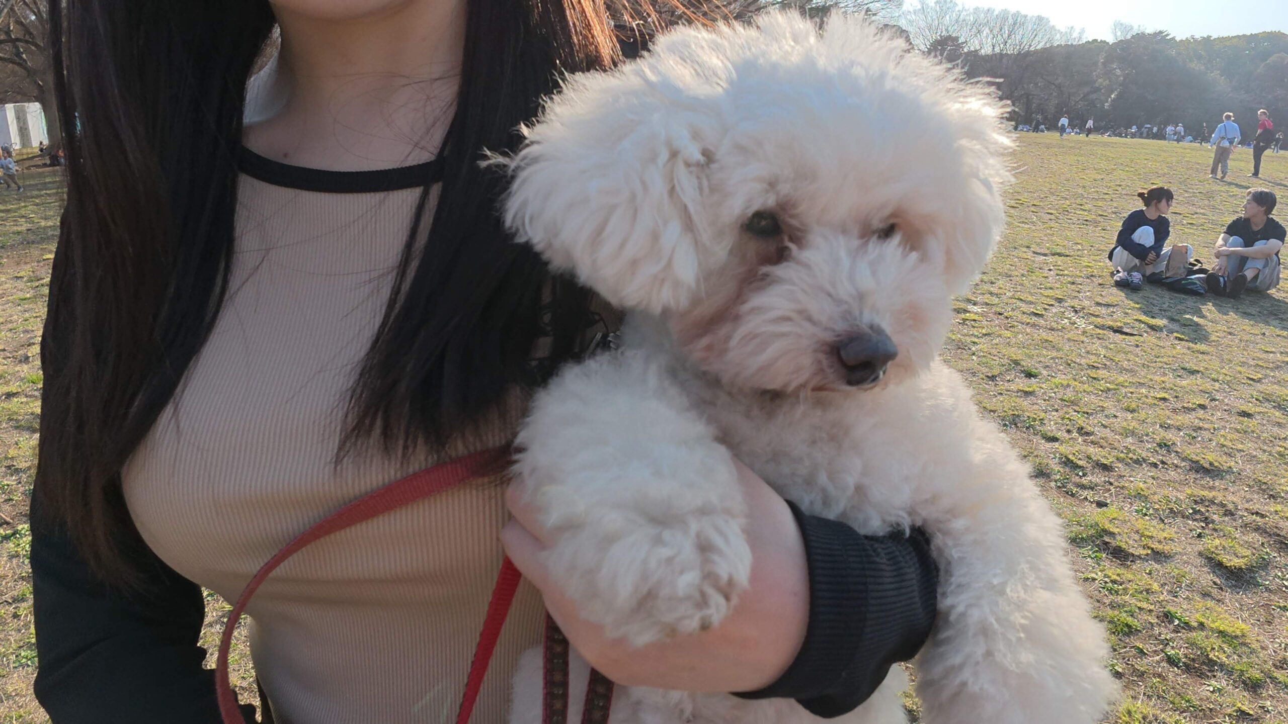 Yoyogi Park for Dogs Dog-Friendly Tokyo Locations Dog-Friendly Activities in Tokyo Tokyo Dog Rental Service