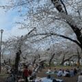 Best sakura spots in Tokyo
