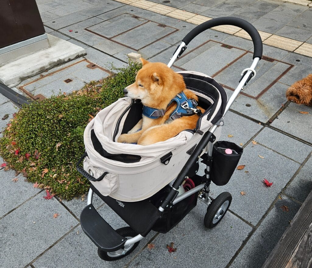 Shiba Inu in a Dog Stroller