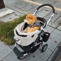 dog strollers japan Why Japanese use dog strollers dog strollers in japan