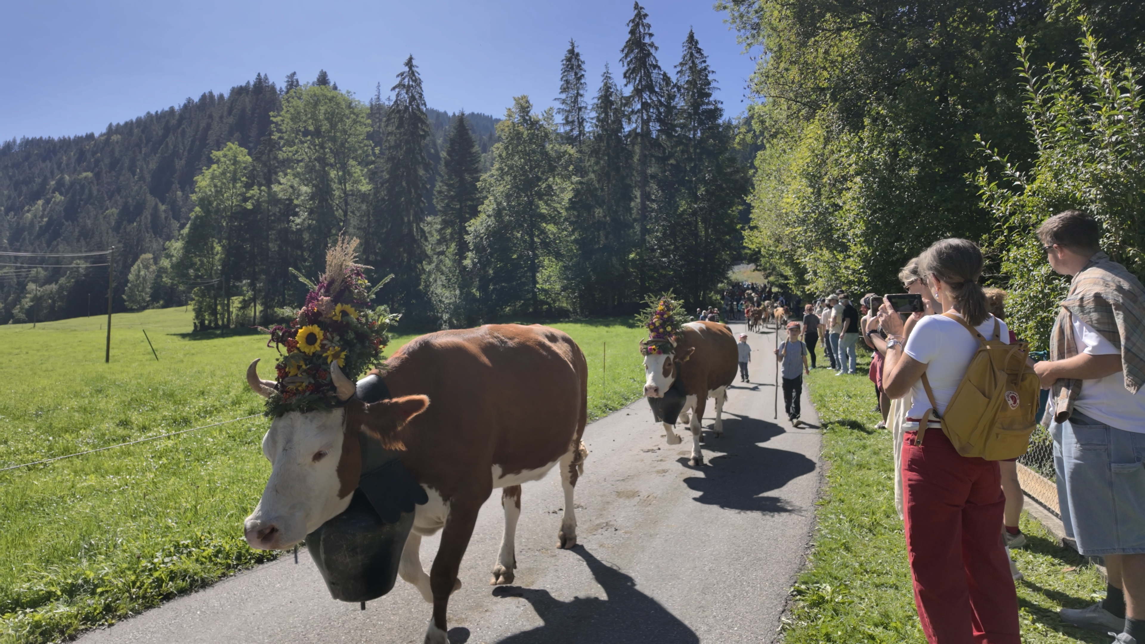 Alpabfahrt St. Stephan: History, Cows & Visitor Guide